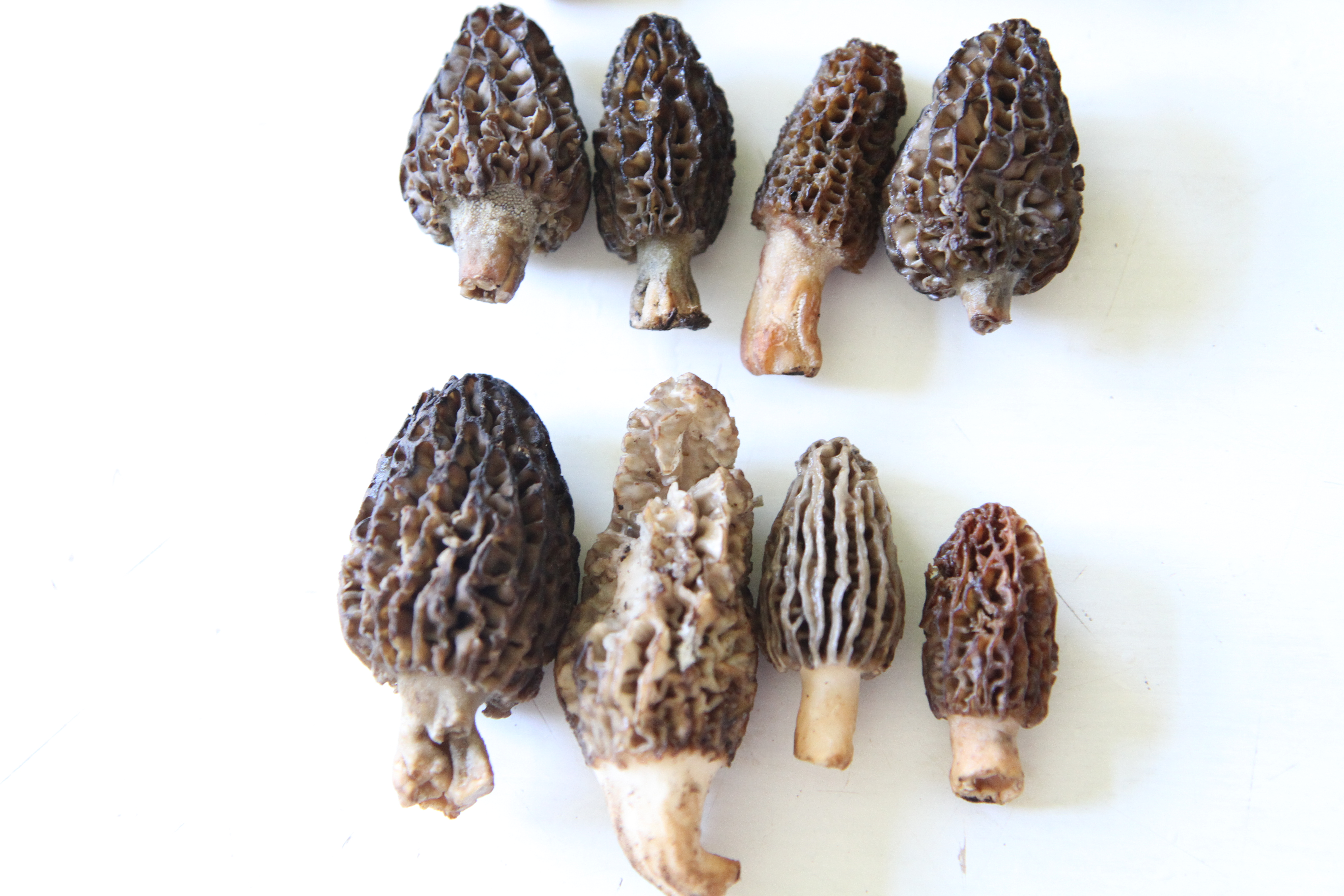 Sauce aux morilles extra fraîches