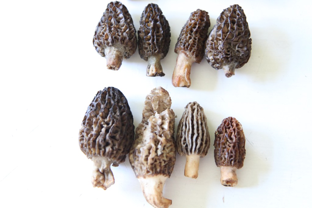 Sauce aux morilles extra&nbsp;fraîches