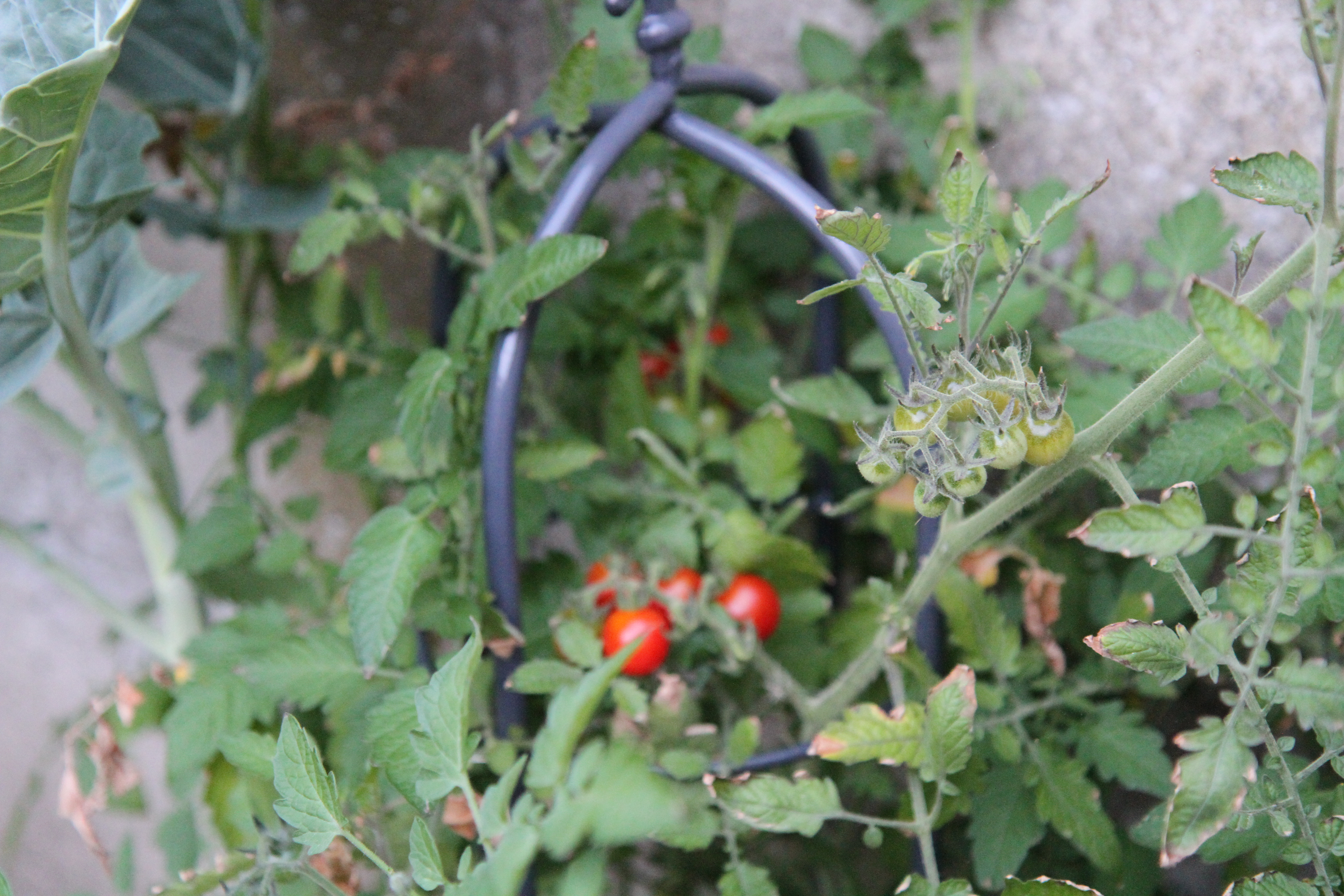 Tomates cerise du jardin