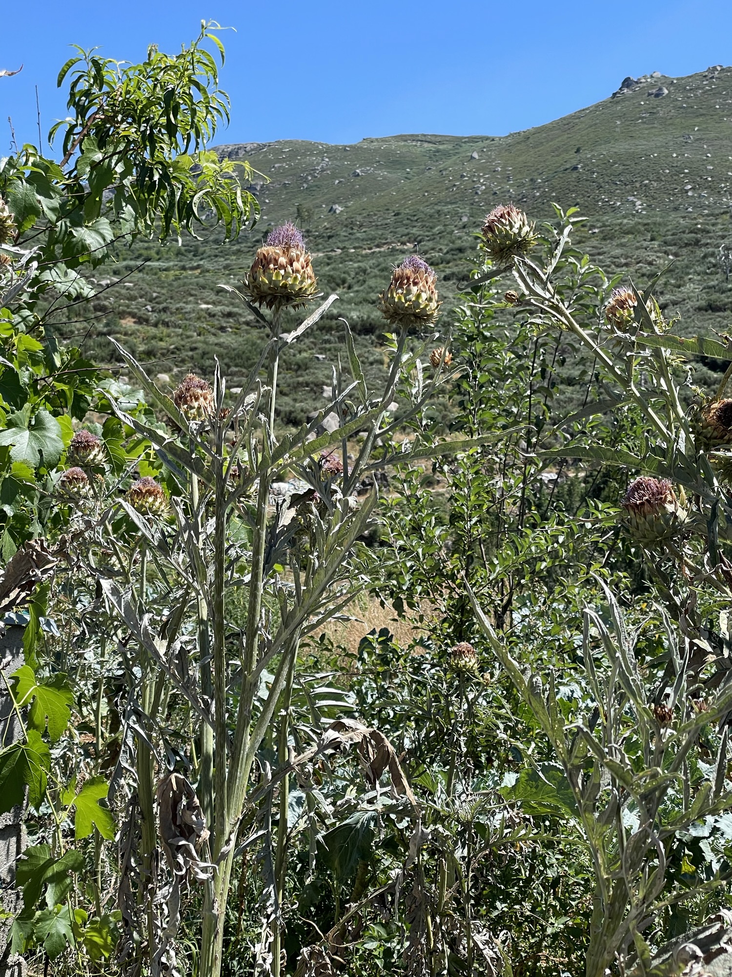 Fleurs de chardon en été