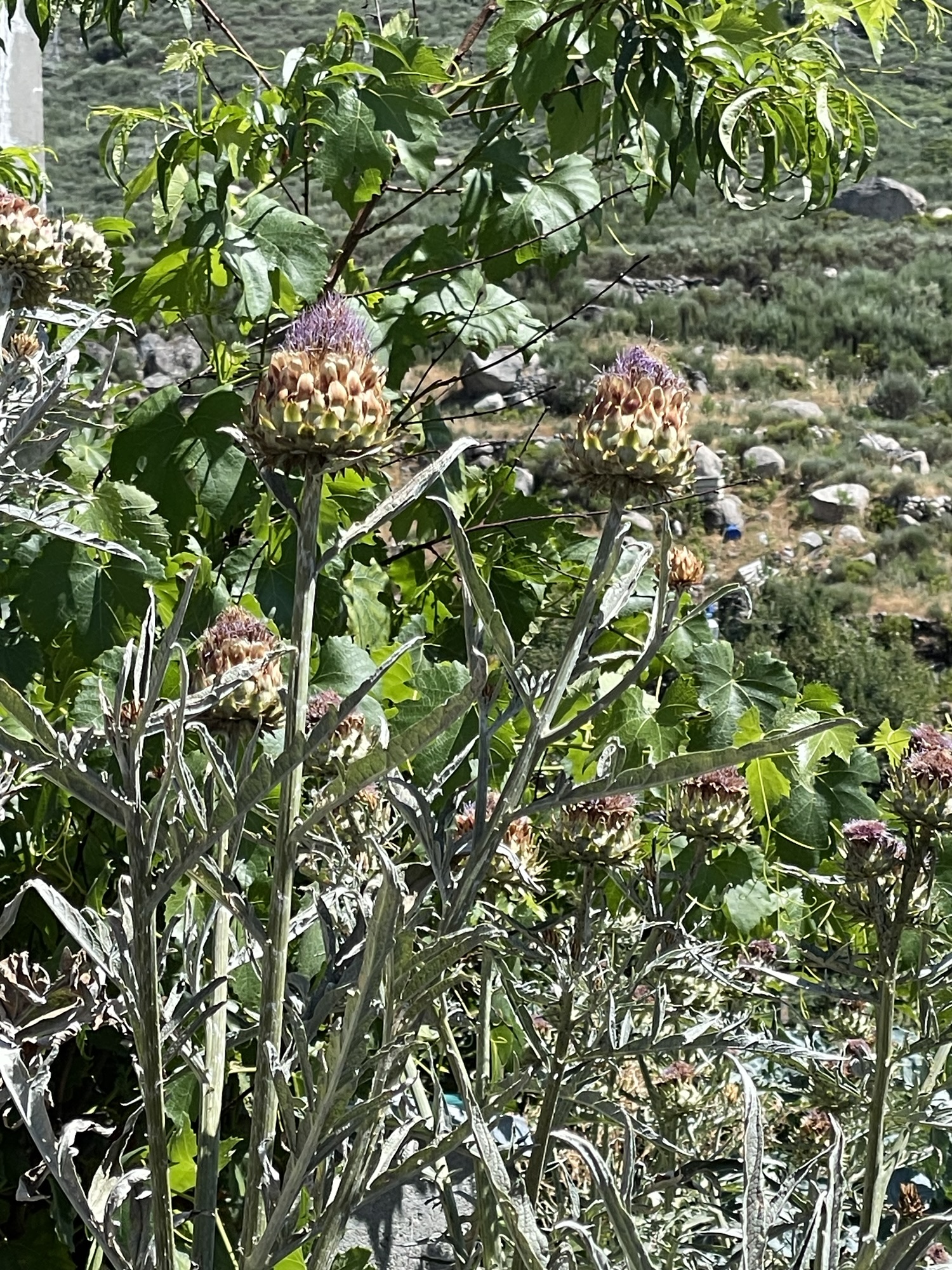 Fleurs de chardon en été